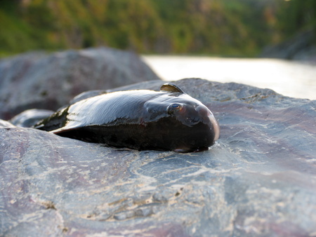 Grayling fish on the wet stones. Polar Uralの写真素材