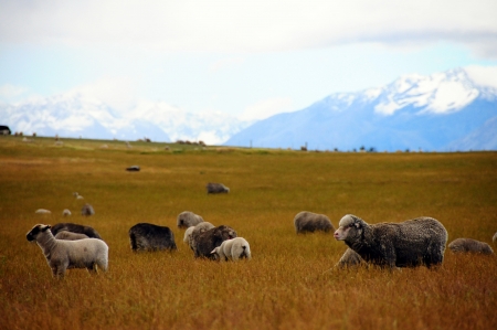 Flock of sheep  on a background of mountainsの写真素材