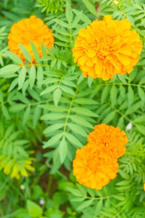 Orange marigoldsの素材