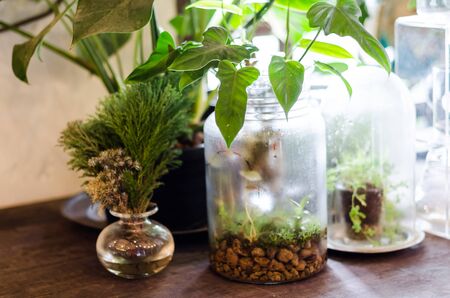 A small tree decorated with a tree and a tree in a glass jar.の写真素材
