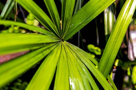 Palm leaves are plants with beautiful leaves, the leaves look straight, green and pleasant.