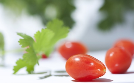 Cherry tomatoes and cilantro on white backgroundの写真素材