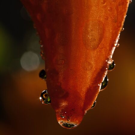 Water drops on flower petalの写真素材