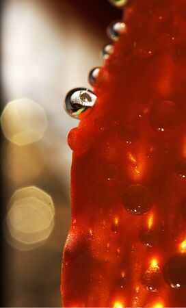 water drops in flowerの写真素材