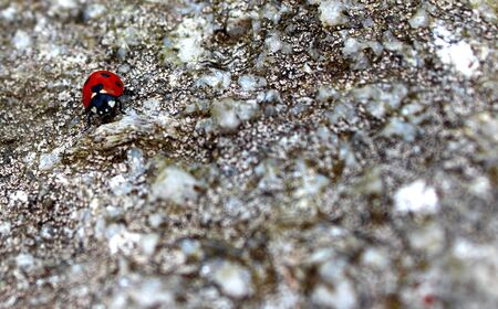 Ladybugの写真素材