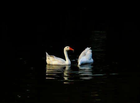 the swans are playing on waterの写真素材