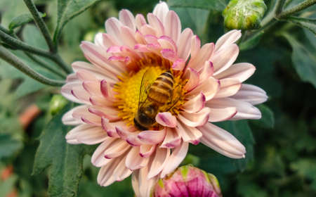 A beautiful flower and a honey beeの写真素材