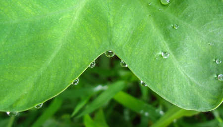 Rain-soaked on the beautiful natural heartの写真素材