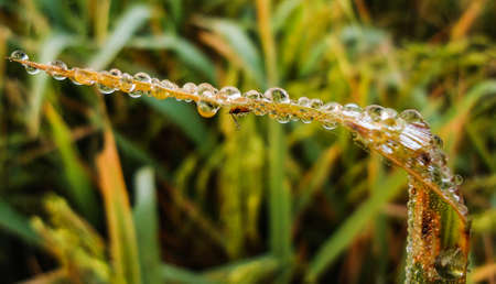 Pearls wet with dew on grass leavesの写真素材