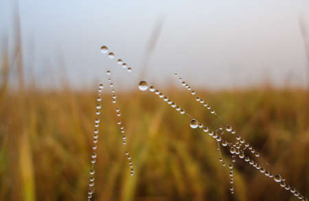 Dew wet pearl grains in spider websの写真素材