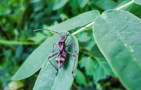 A beautiful natural insect sit on a leaf