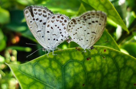 Two beautiful butterfly doing  love