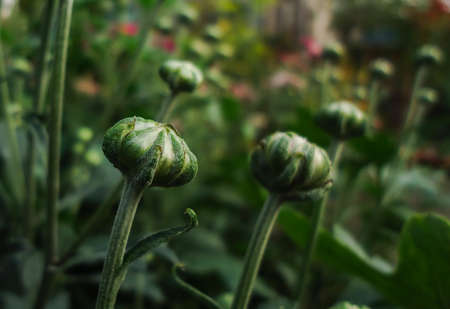 Some natural beautiful flower bud at last lightの写真素材