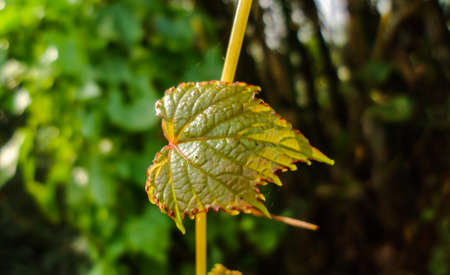 A beautiful natural newborn leaf at last lightの写真素材