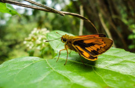 A beautiful natural moth sit on leafの写真素材