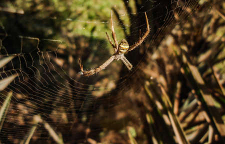 A spider waiting for hunting in his web.の写真素材