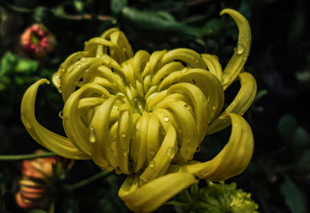 A beautiful natural flower bud are blooming very slowly .の写真素材