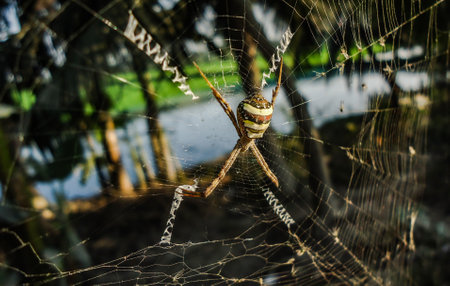 A wild spider waiting for hunting in his web.の写真素材