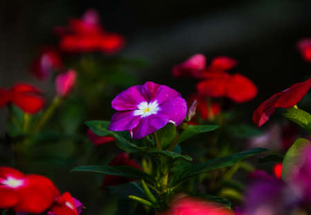 A beautiful purple flowers blooming in some red flowers .の写真素材