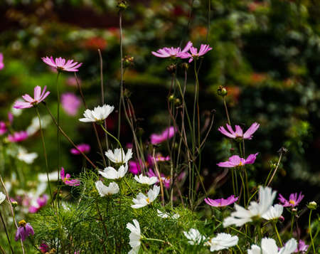 Some beautiful flower blooming and playing with wind  .の写真素材