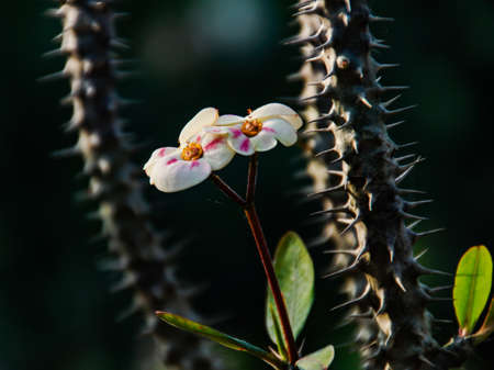 A beautiful flowers blooming in the middle of thrones .の写真素材
