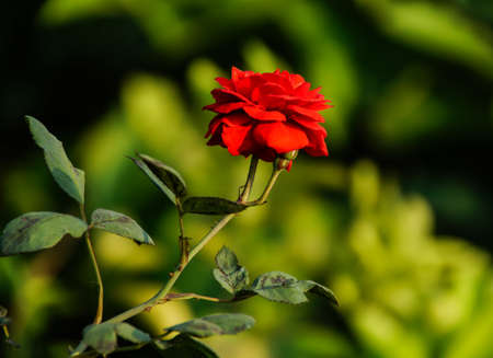 A beautiful red flowers bloom in the middle of green      .の写真素材