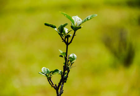 Two beautiful green frog is spend their quality time .の写真素材