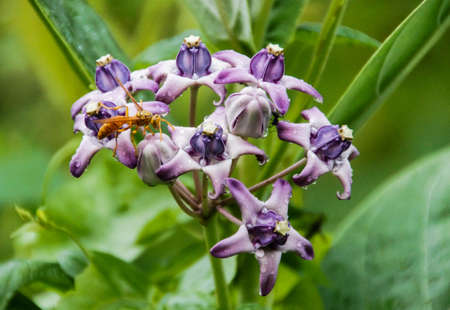 An insect  on a beautiful flower.