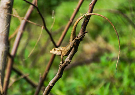 A beautiful lizard is waiting for hunt any insect.の写真素材