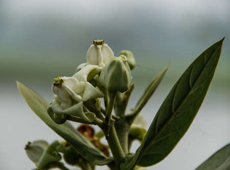 A beautiful flower bloom on tree.の写真素材