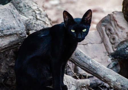 A dangerous beautiful cat sit on a road.の写真素材