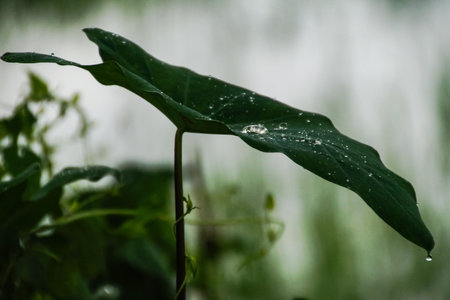 Kachu leaves have accumulated rain water.の写真素材