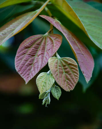 Some beautiful leaf are in tree branch.