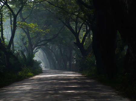 A beautiful road covered by fog.