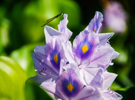 Water hyacinth are bloom on water with a fly.の写真素材