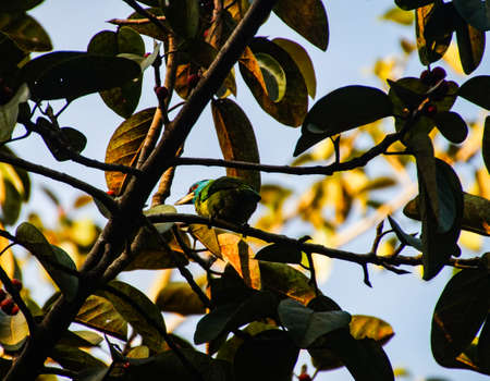 A beautiful bird eat fruit on tree.