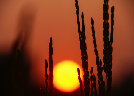 A beautiful sunset with some paddy.の写真素材