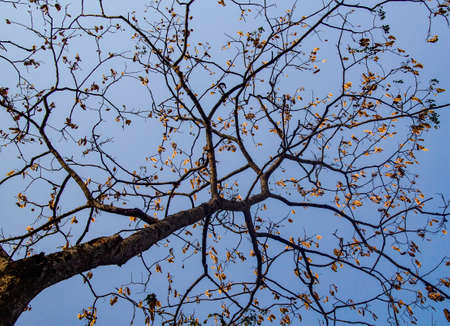 At the end of winter the leaves of the tree fall off.の写真素材