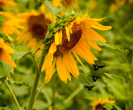Some beetles are flying around the flowers.の写真素材