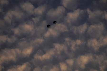 Birds are flying on dreamy sky.の写真素材