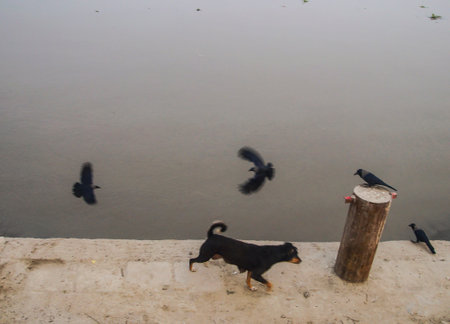 Some crow and a dog play besides a river.