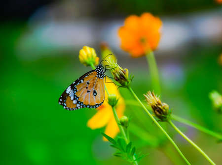 A beautiful butterfly sit on a flower.
