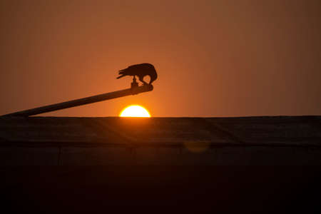 A bird searching some water in to a water pipe on sunset.の写真素材
