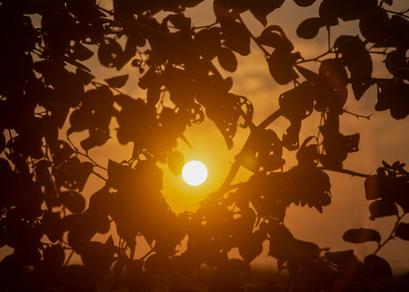 Sunset is one of the most wonderful time of nature.の写真素材