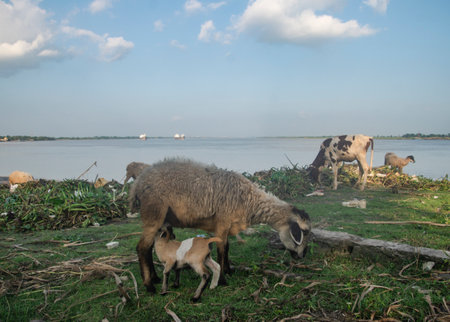 A mother sheep is feeding her baby.の写真素材