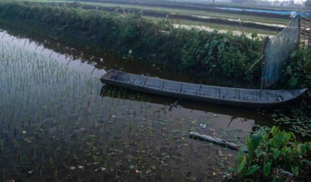 A boat in the land where rice seedlings was planted.