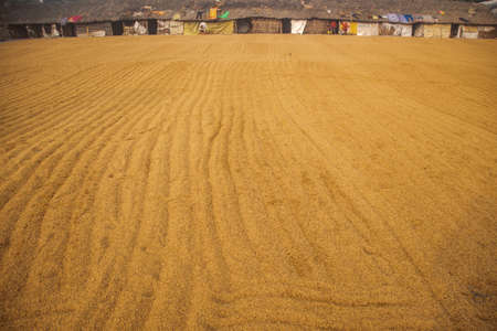 In rural areas, paddy is dried in this way in the attic.の写真素材