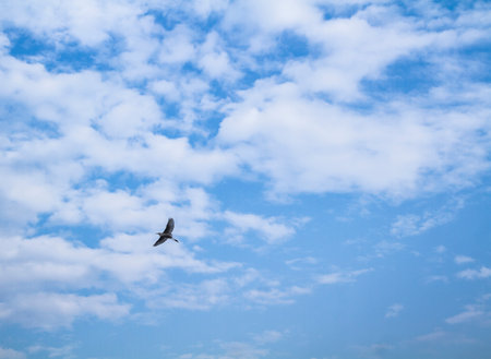 Birds are most beautiful creation of nature.の写真素材