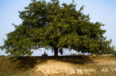 A beautiful tree stand alone besides a road.の写真素材