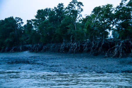 The beautiful mangrove forest of Bangladesh.の写真素材